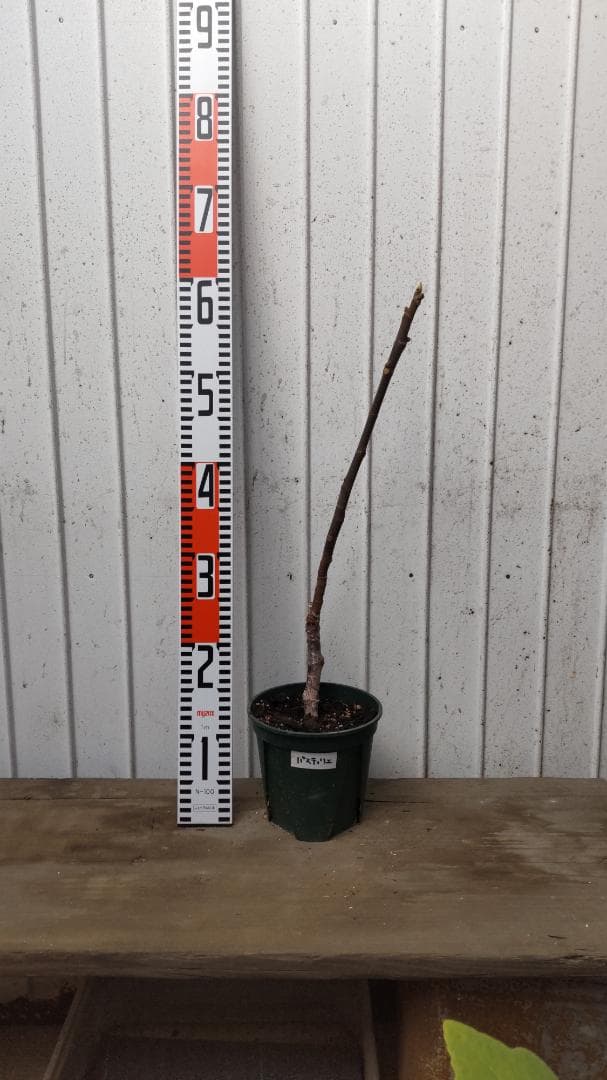 【miki】Pastiliere（パスティリエ）ｘ3鉢