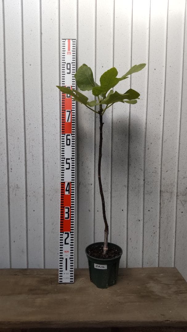 【miki】Pastiliere（パスティリエ）ｘ3鉢