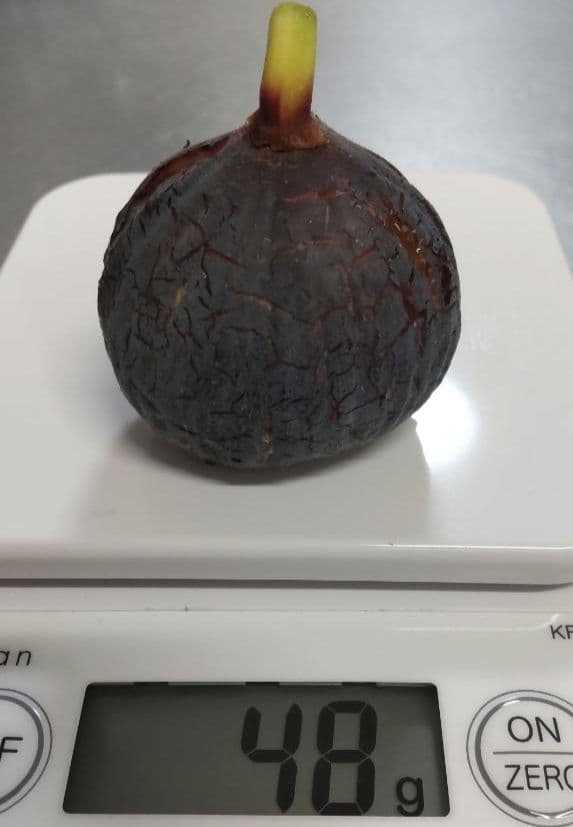 【miki】Pastiliere（パスティリエ）ｘ3鉢