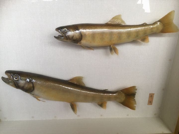 魚剥製　額　イワナ(天然) 大+小)