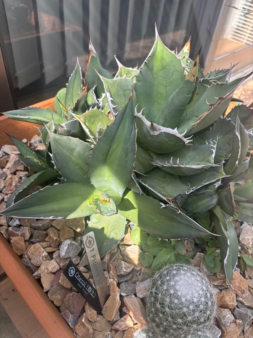 アガベ、チタノタ、オテロイ、群生！