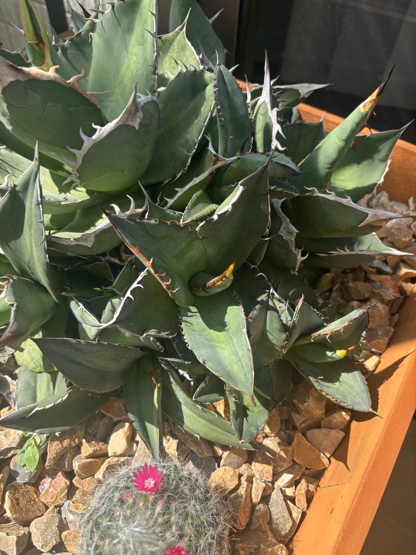 アガベ、チタノタ、オテロイ、群生！