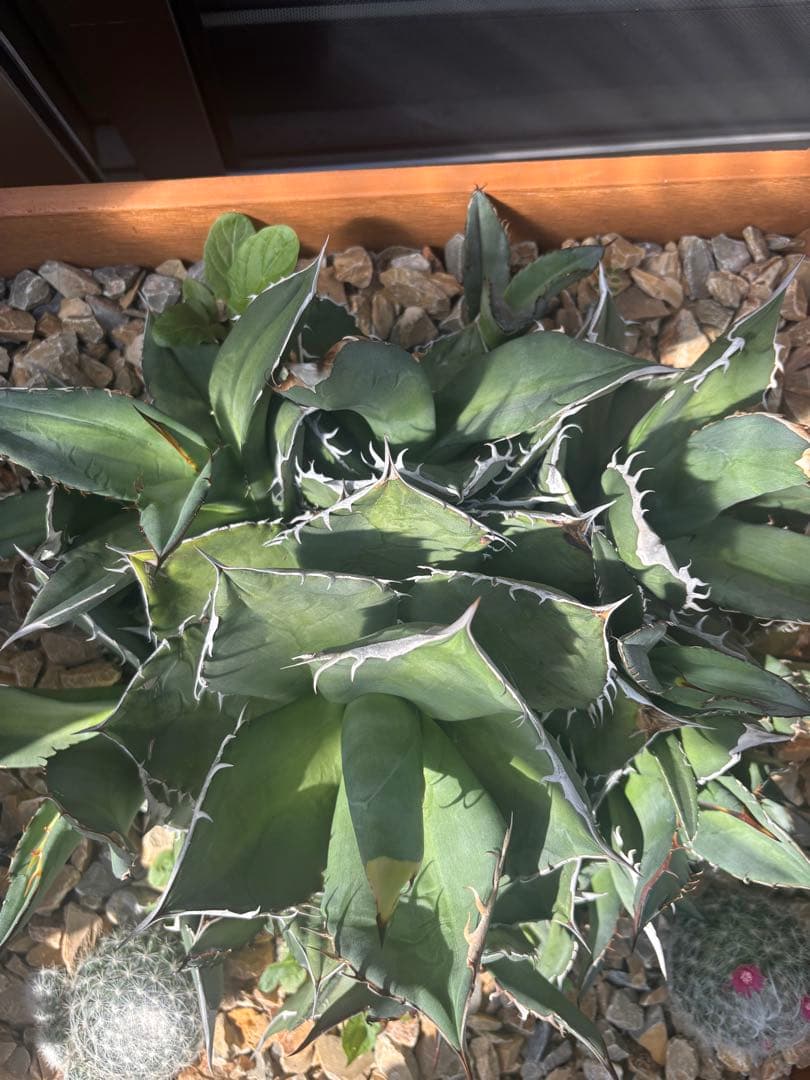 アガベ、チタノタ、オテロイ、群生！