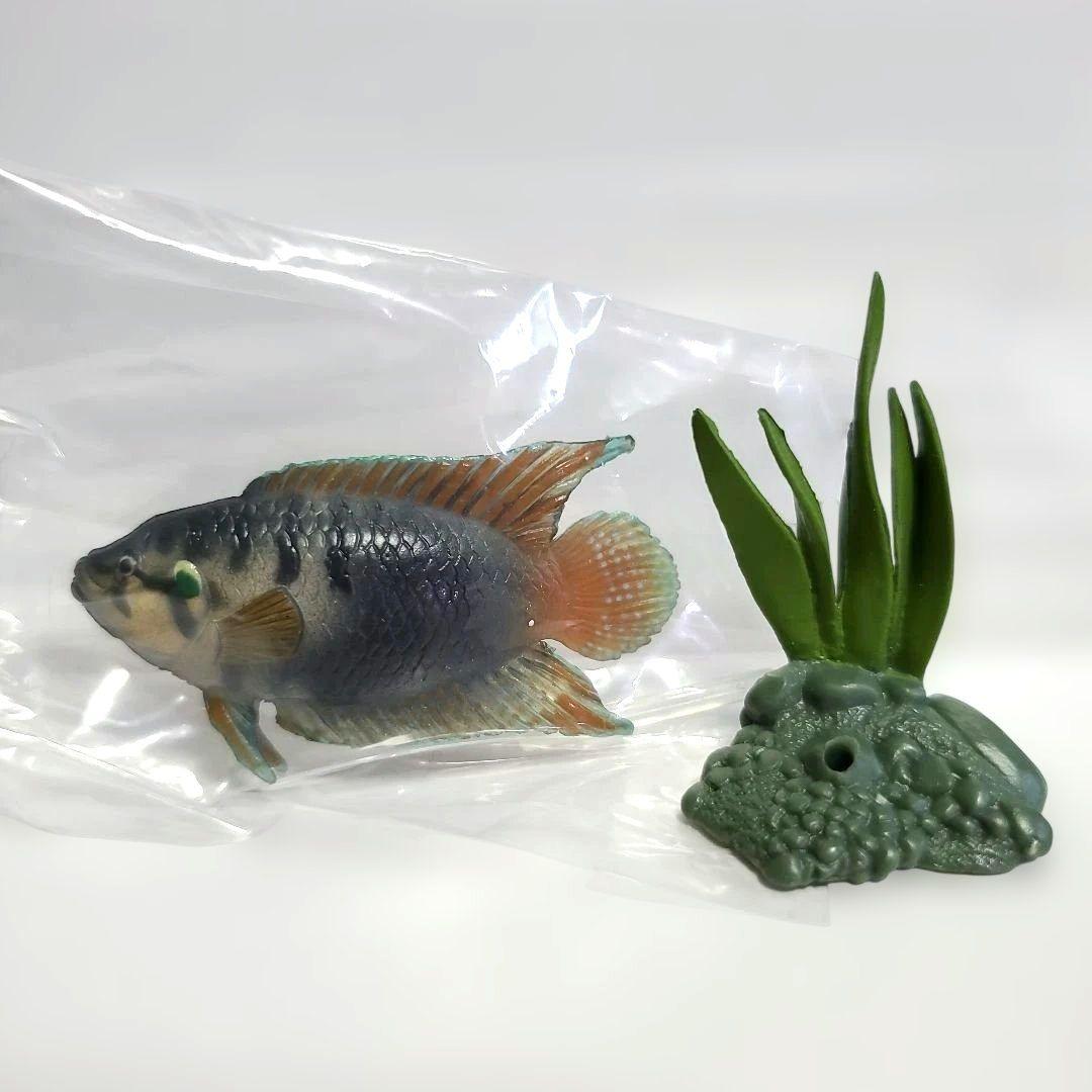 ユージン 原色淡水魚図鑑Ⅰ 全13種+シークレット1種セット