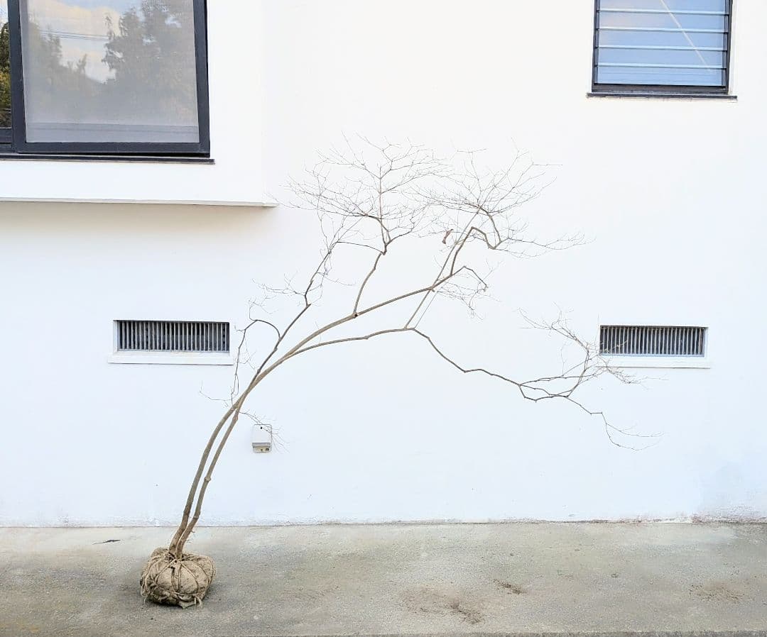 これが本物！。山採りドウダンツツジ。