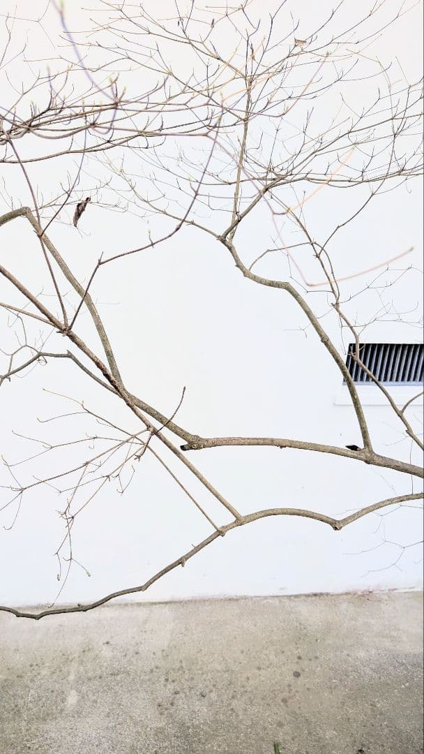 これが本物！。山採りドウダンツツジ。