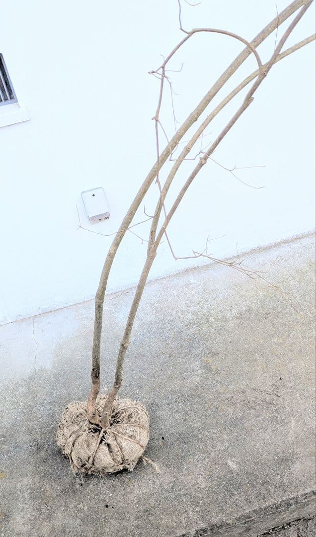 これが本物！。山採りドウダンツツジ。