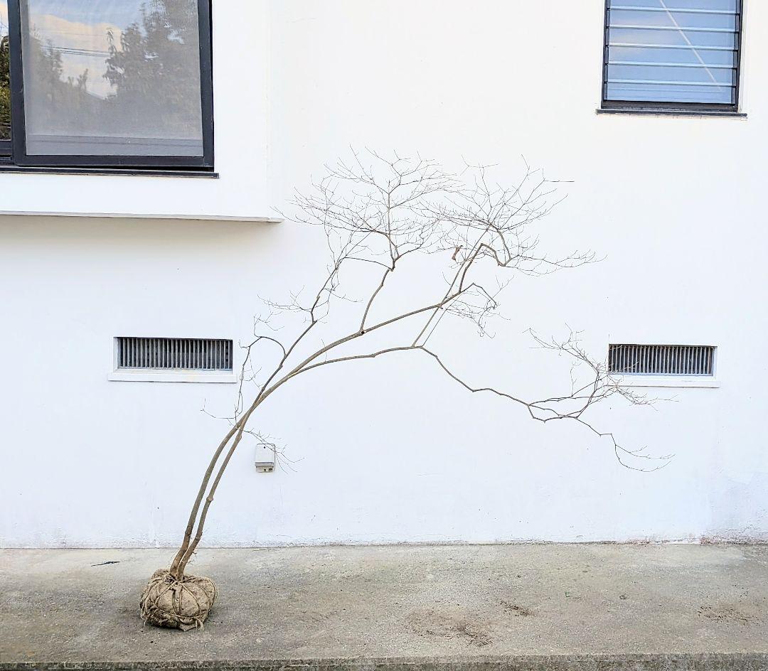 これが本物！。山採りドウダンツツジ。