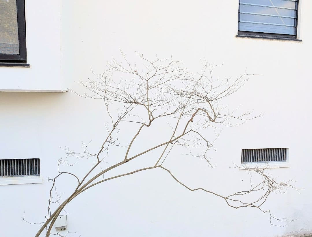 これが本物！。山採りドウダンツツジ。