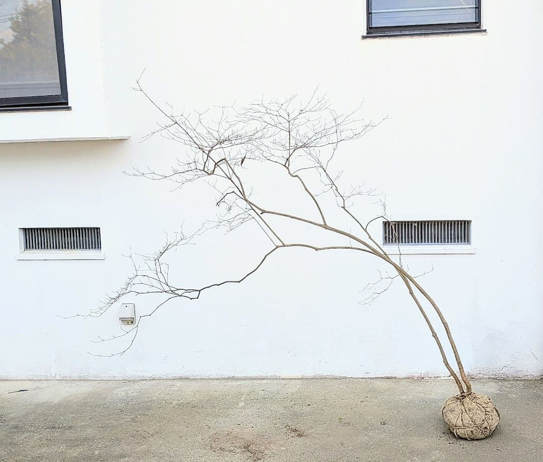 これが本物！。山採りドウダンツツジ。