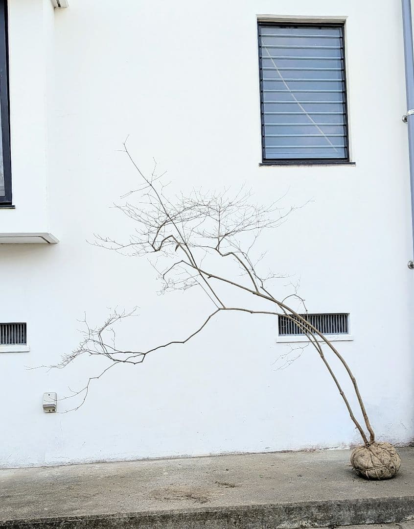 これが本物！。山採りドウダンツツジ。