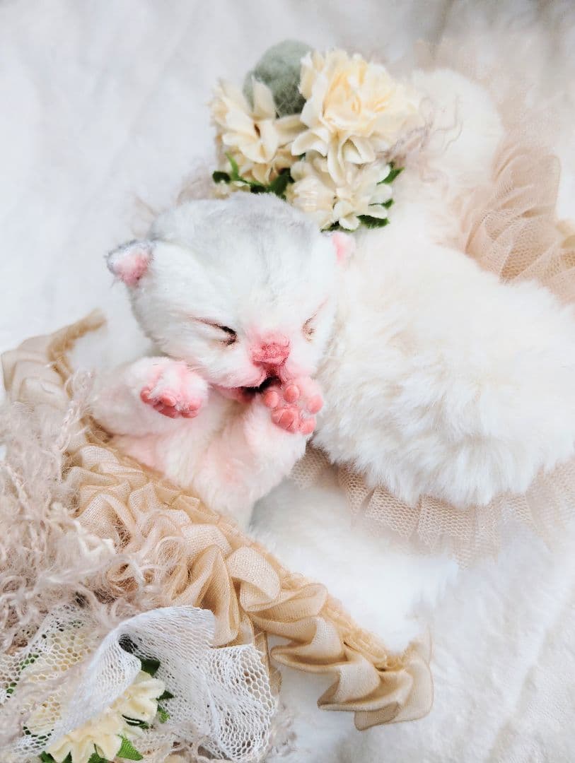 昨日生まれました♡生後１日子猫ちゃん♡おねんねセット♡アートドール♡ぬいぐるみ♡