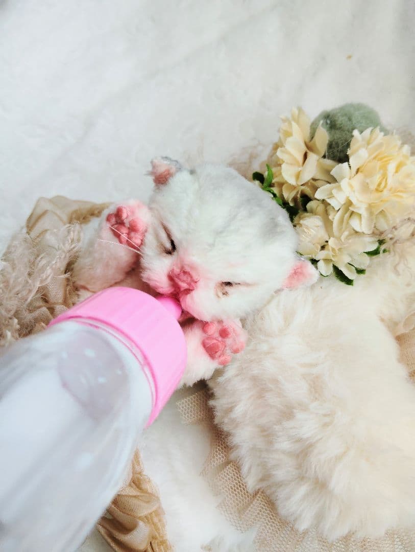 昨日生まれました♡生後１日子猫ちゃん♡おねんねセット♡アートドール♡ぬいぐるみ♡