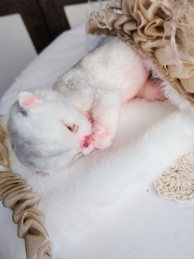 昨日生まれました♡生後１日子猫ちゃん♡おねんねセット♡アートドール♡ぬいぐるみ♡