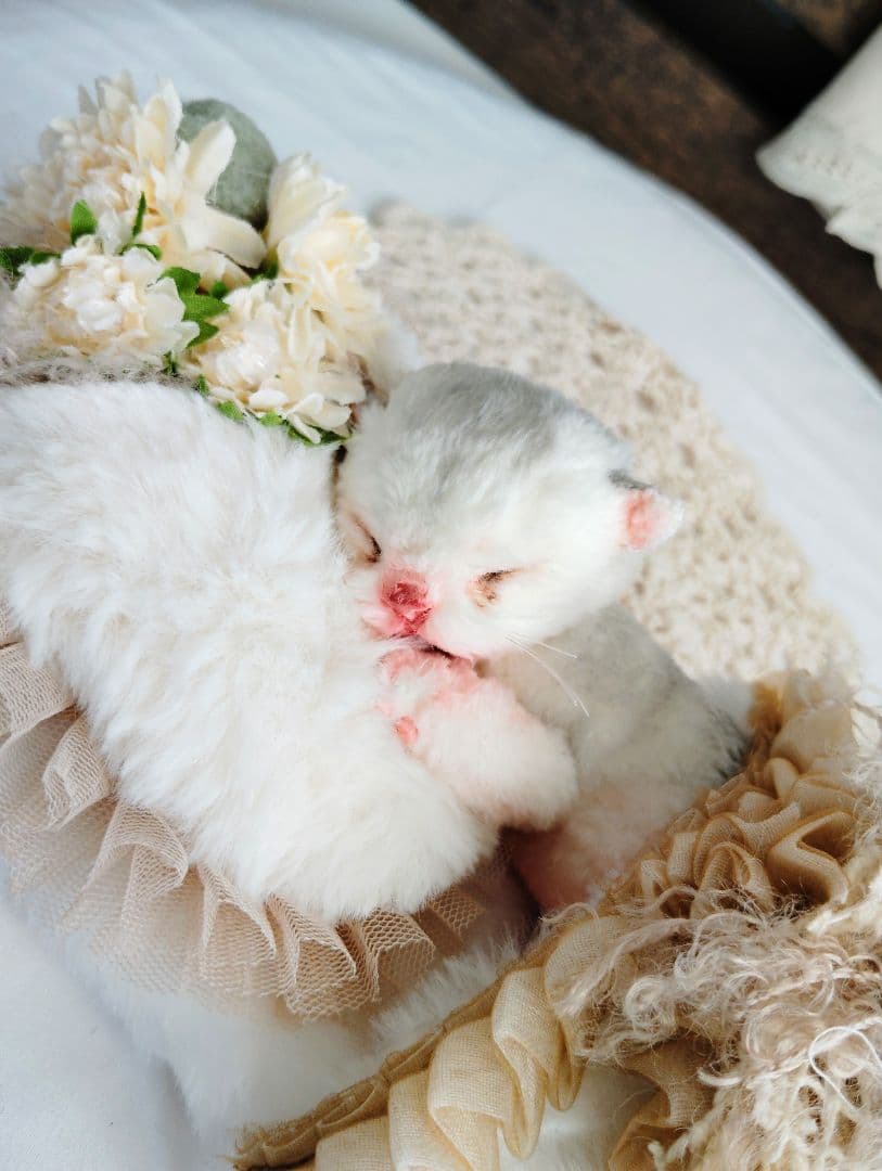 昨日生まれました♡生後１日子猫ちゃん♡おねんねセット♡アートドール♡ぬいぐるみ♡