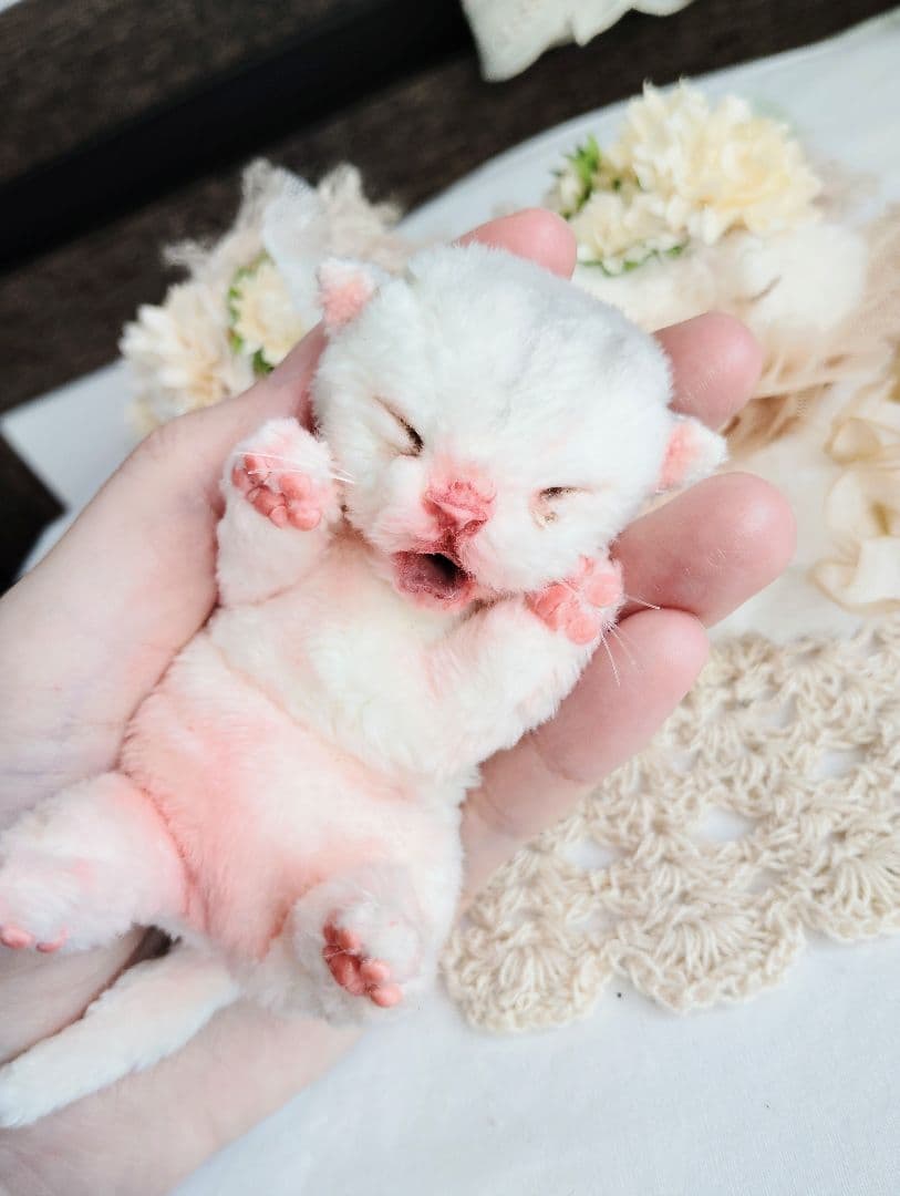 昨日生まれました♡生後１日子猫ちゃん♡おねんねセット♡アートドール♡ぬいぐるみ♡
