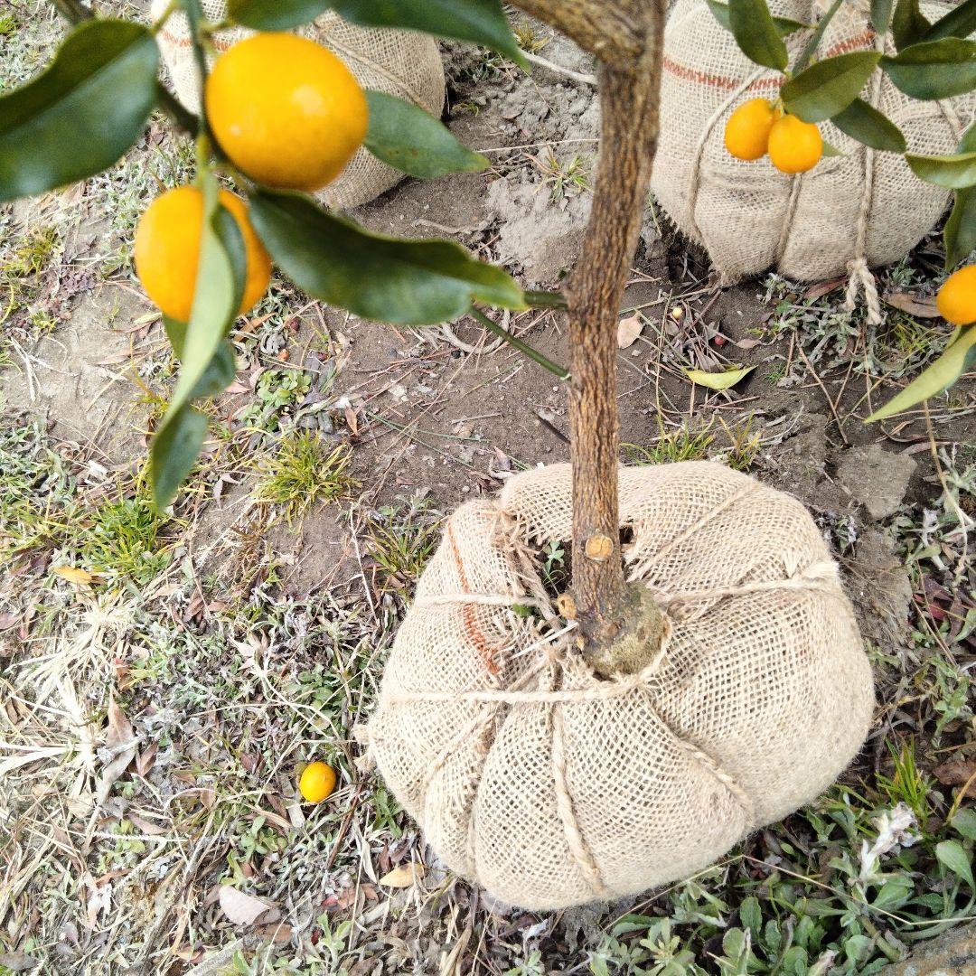 素*へ様 プチマルきんかん120cm前後