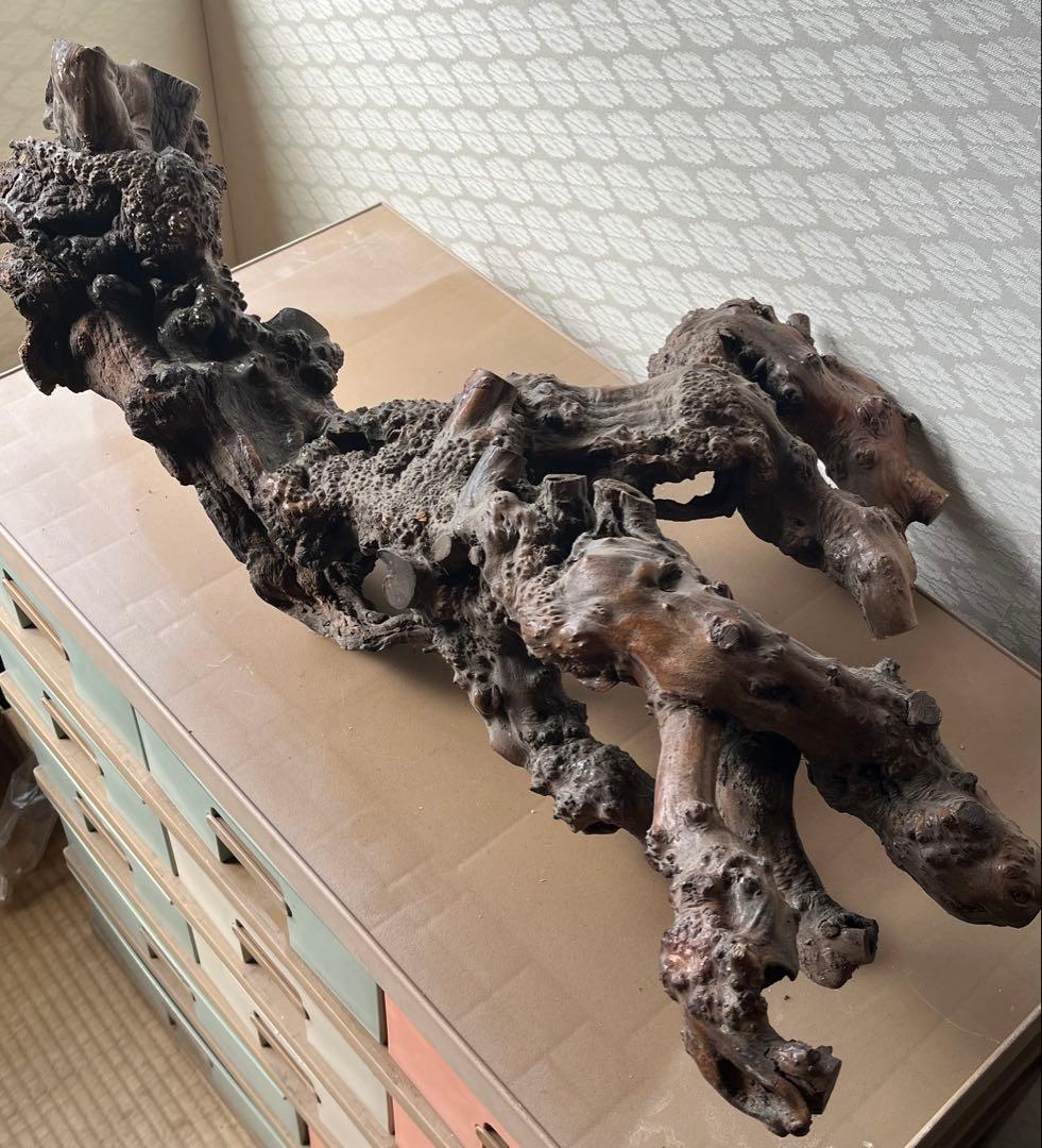 オブジェ　インテリア　流木　古木　鑑賞