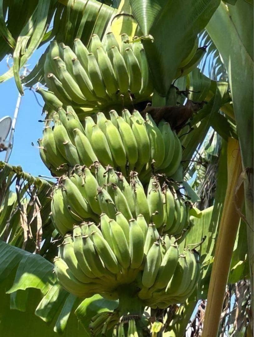 100㎝◆幻の、ゴールデンブラジル.バナナ苗◆耐寒強く低木.早生で収穫早い優等種