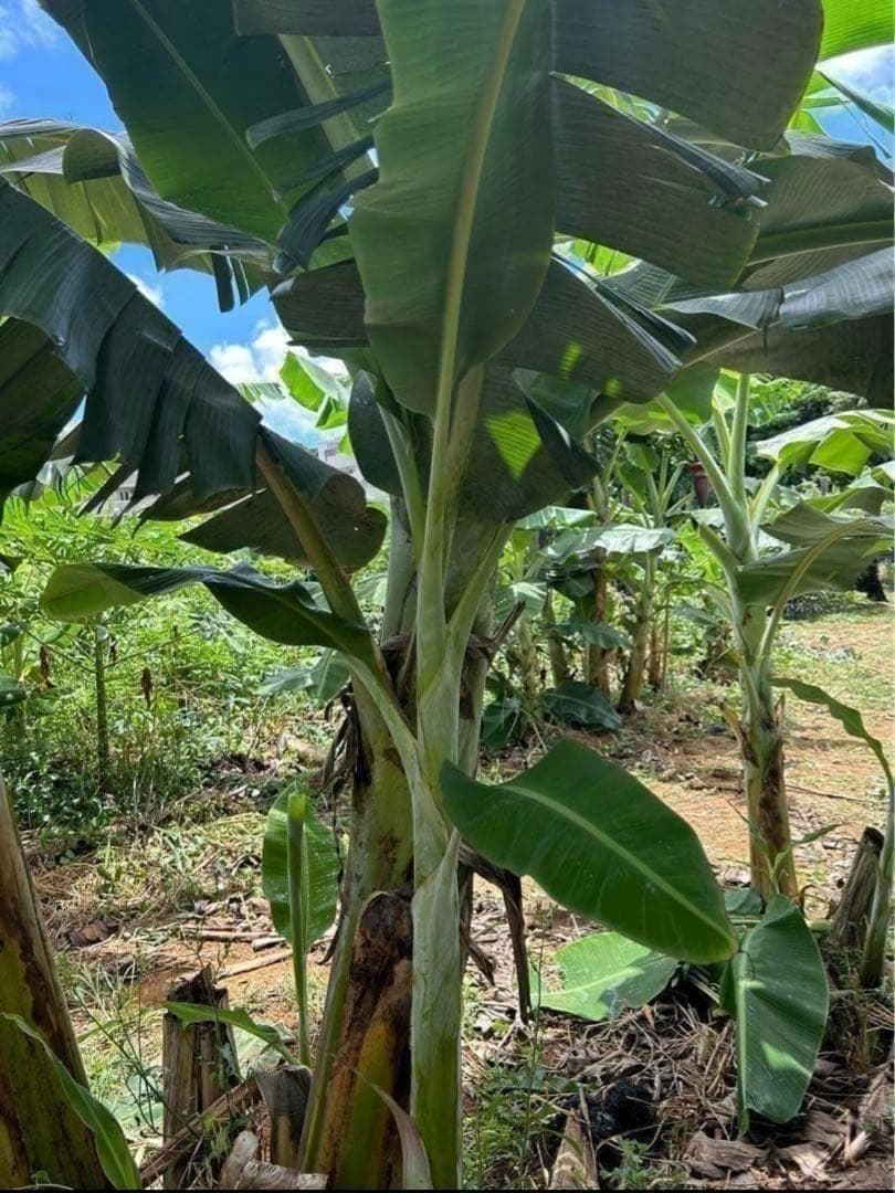 100㎝◆幻の、ゴールデンブラジル.バナナ苗◆耐寒強く低木.早生で収穫早い優等種