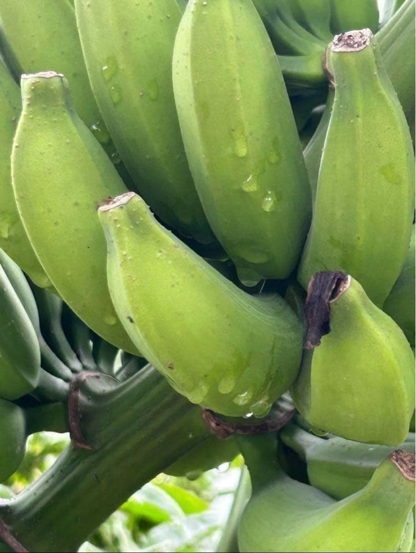 100㎝◆幻の、ゴールデンブラジル.バナナ苗◆耐寒強く低木.早生で収穫早い優等種