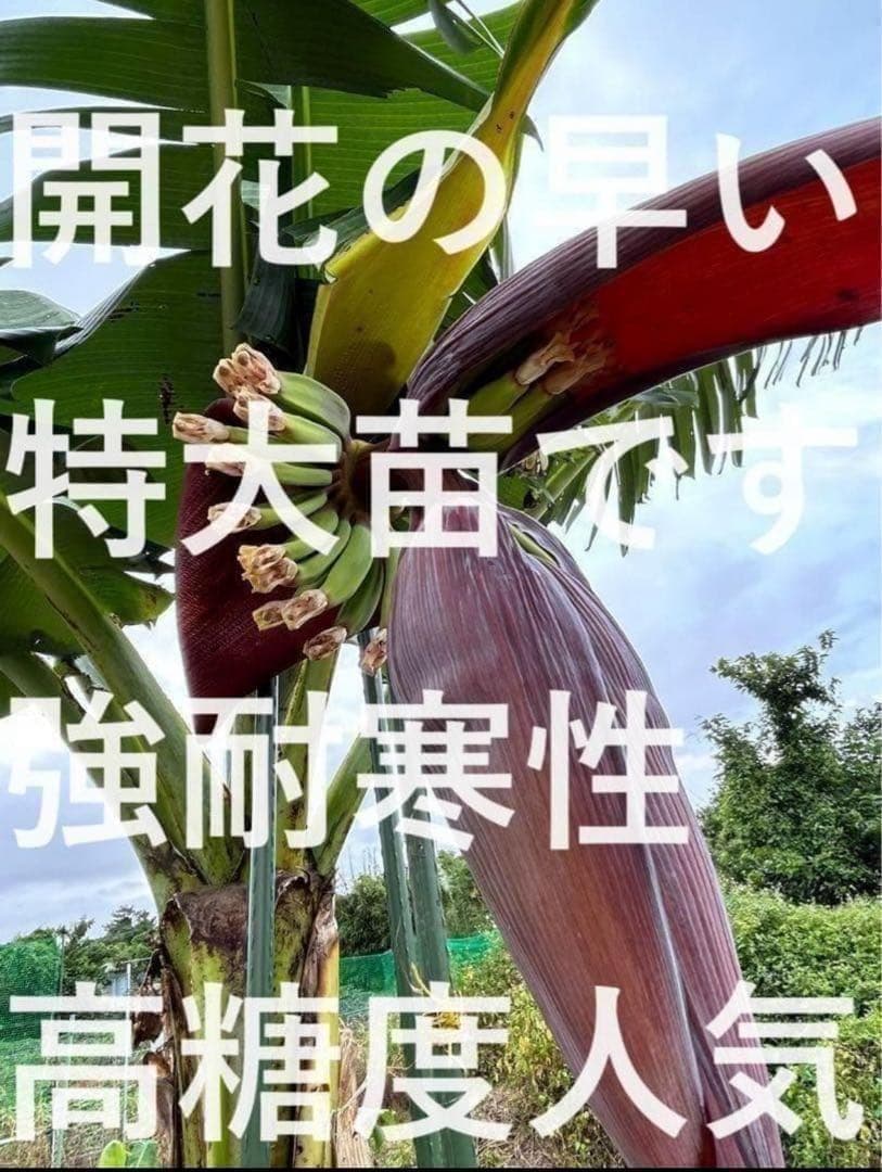 100㎝◆幻の、ゴールデンブラジル.バナナ苗◆耐寒強く低木.早生で収穫早い優等種