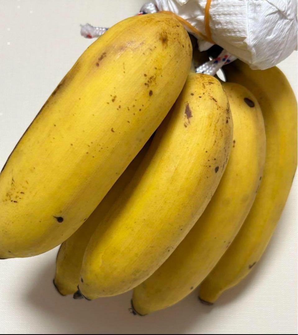 100㎝◆幻の、ゴールデンブラジル.バナナ苗◆耐寒強く低木.早生で収穫早い優等種
