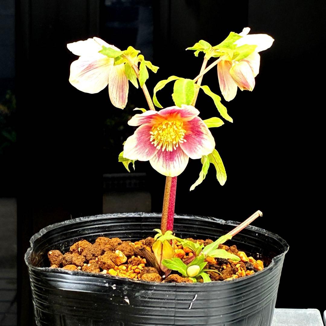 3715⭐️SD⭐️オーレア⭐️凄い抜け感カラーリング⭐️ぼかし⭐️ベイン⭐️広瀬園芸⭐️