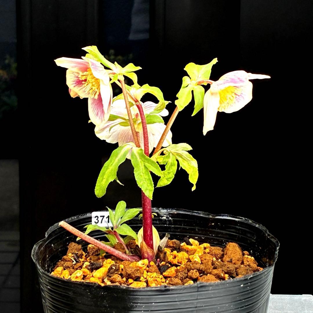 3715⭐️SD⭐️オーレア⭐️凄い抜け感カラーリング⭐️ぼかし⭐️ベイン⭐️広瀬園芸⭐️