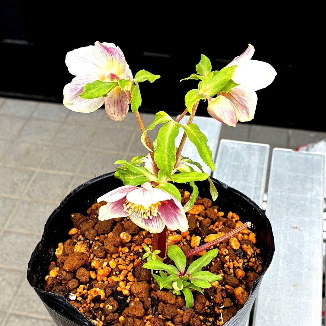 3715⭐️SD⭐️オーレア⭐️凄い抜け感カラーリング⭐️ぼかし⭐️ベイン⭐️広瀬園芸⭐️