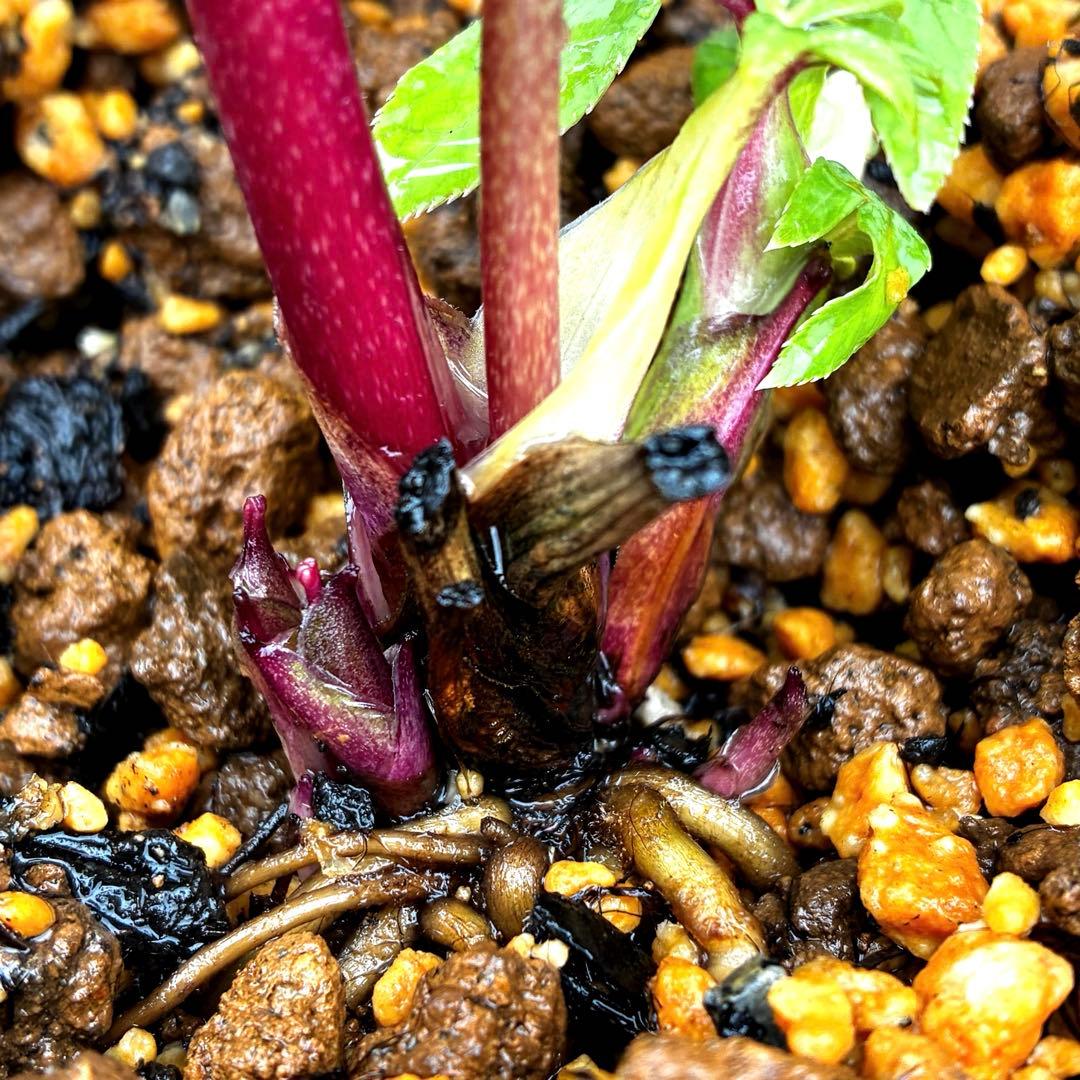 3715⭐️SD⭐️オーレア⭐️凄い抜け感カラーリング⭐️ぼかし⭐️ベイン⭐️広瀬園芸⭐️