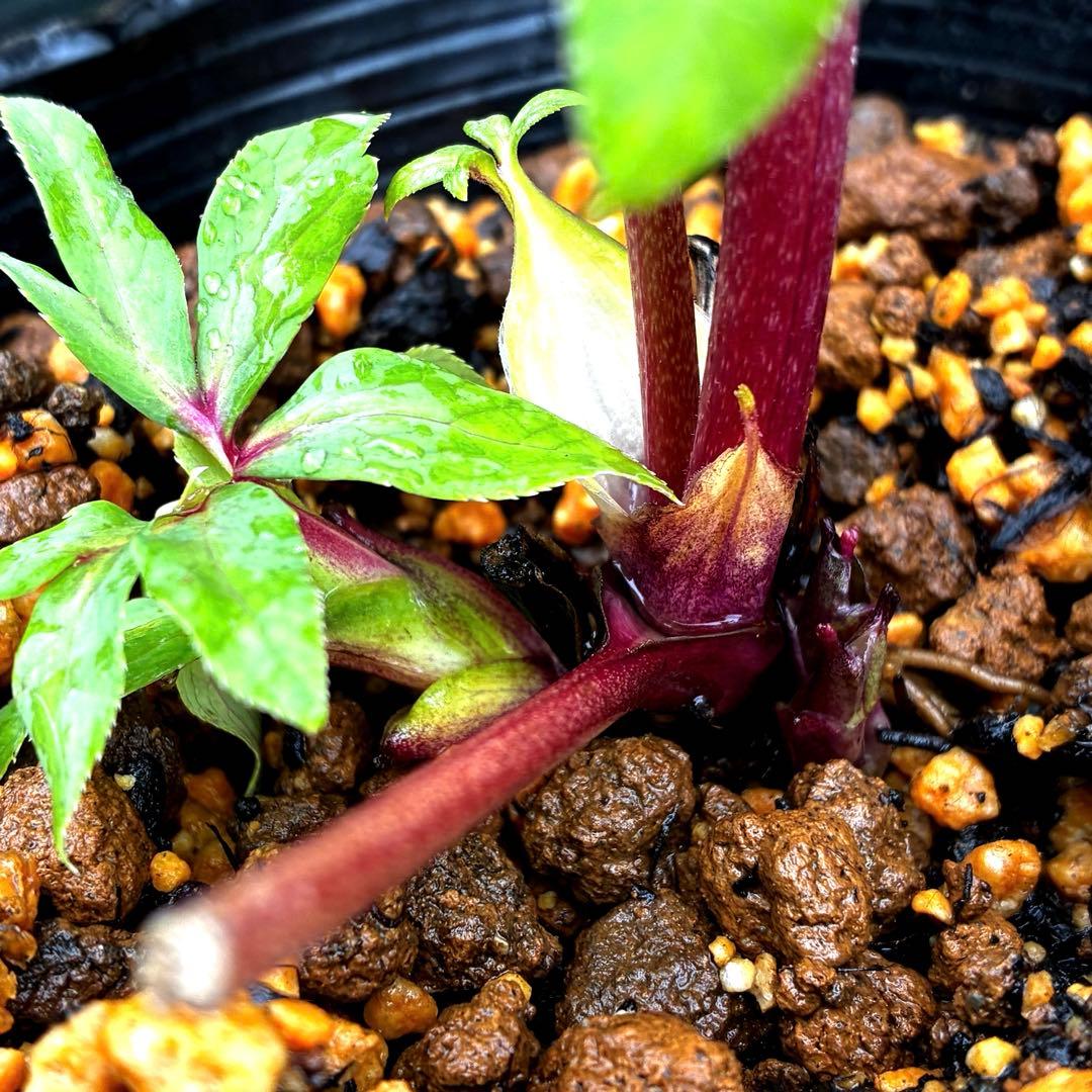 3715⭐️SD⭐️オーレア⭐️凄い抜け感カラーリング⭐️ぼかし⭐️ベイン⭐️広瀬園芸⭐️