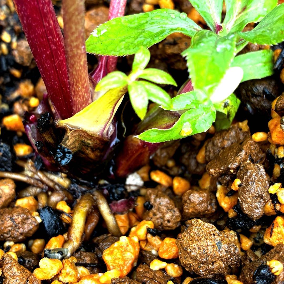 3715⭐️SD⭐️オーレア⭐️凄い抜け感カラーリング⭐️ぼかし⭐️ベイン⭐️広瀬園芸⭐️