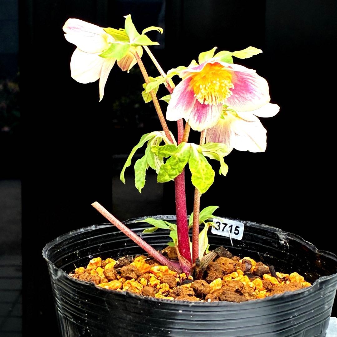 3715⭐️SD⭐️オーレア⭐️凄い抜け感カラーリング⭐️ぼかし⭐️ベイン⭐️広瀬園芸⭐️