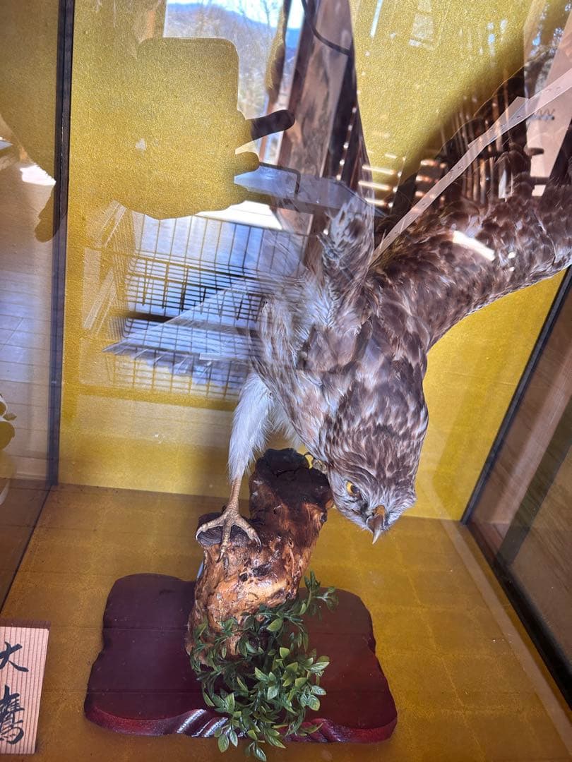 大鷹　剥製