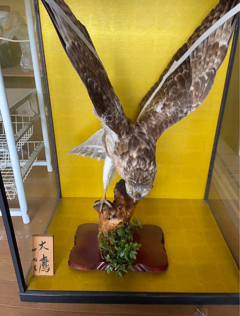 大鷹　剥製