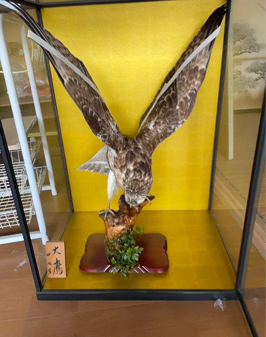 大鷹　剥製