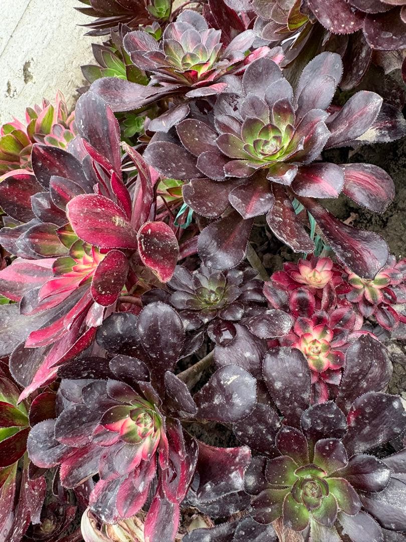 アエオニウム　流星雨錦