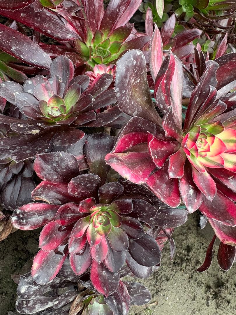 アエオニウム　流星雨錦