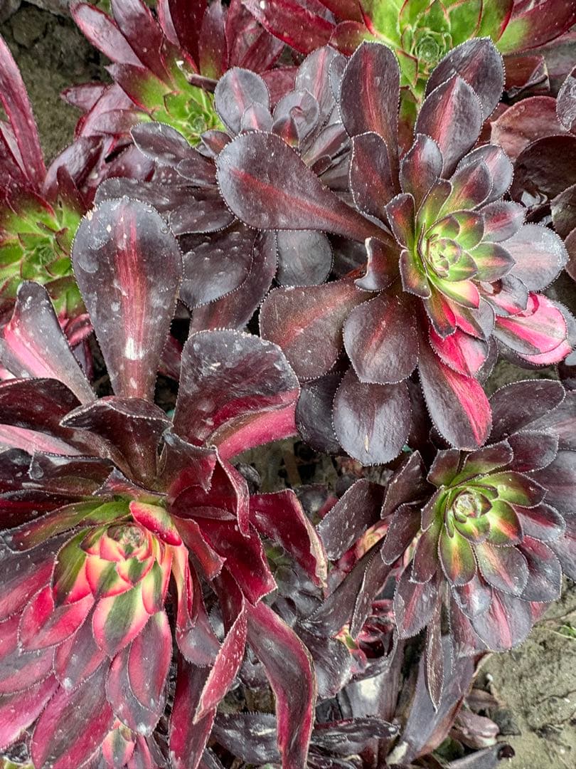 アエオニウム　流星雨錦