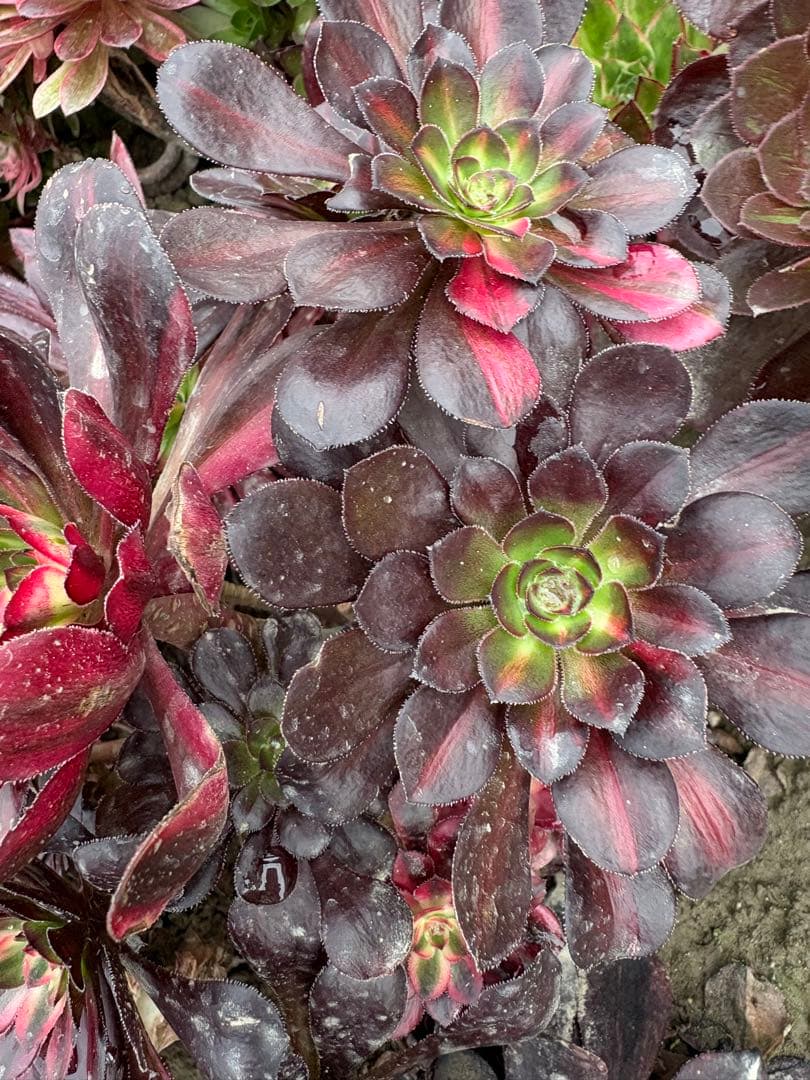 アエオニウム　流星雨錦