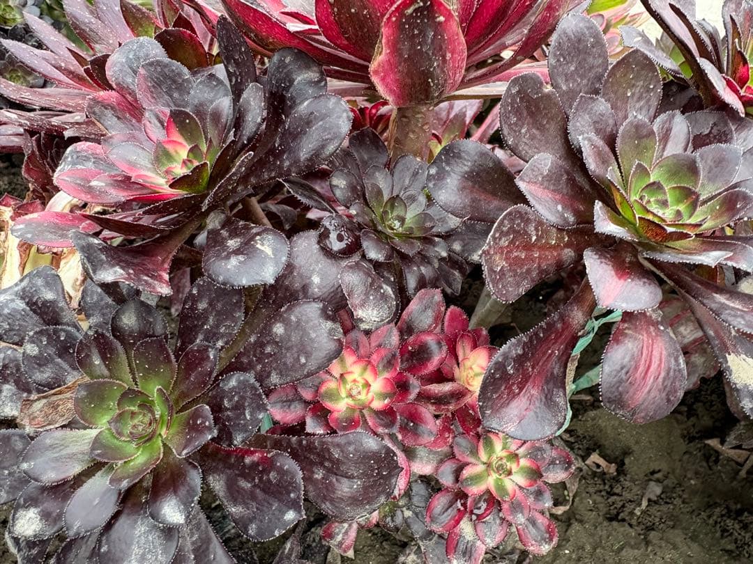 アエオニウム　流星雨錦