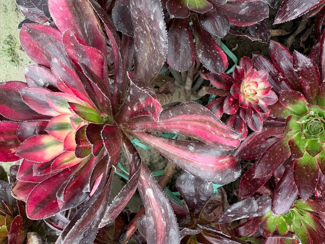 アエオニウム　流星雨錦