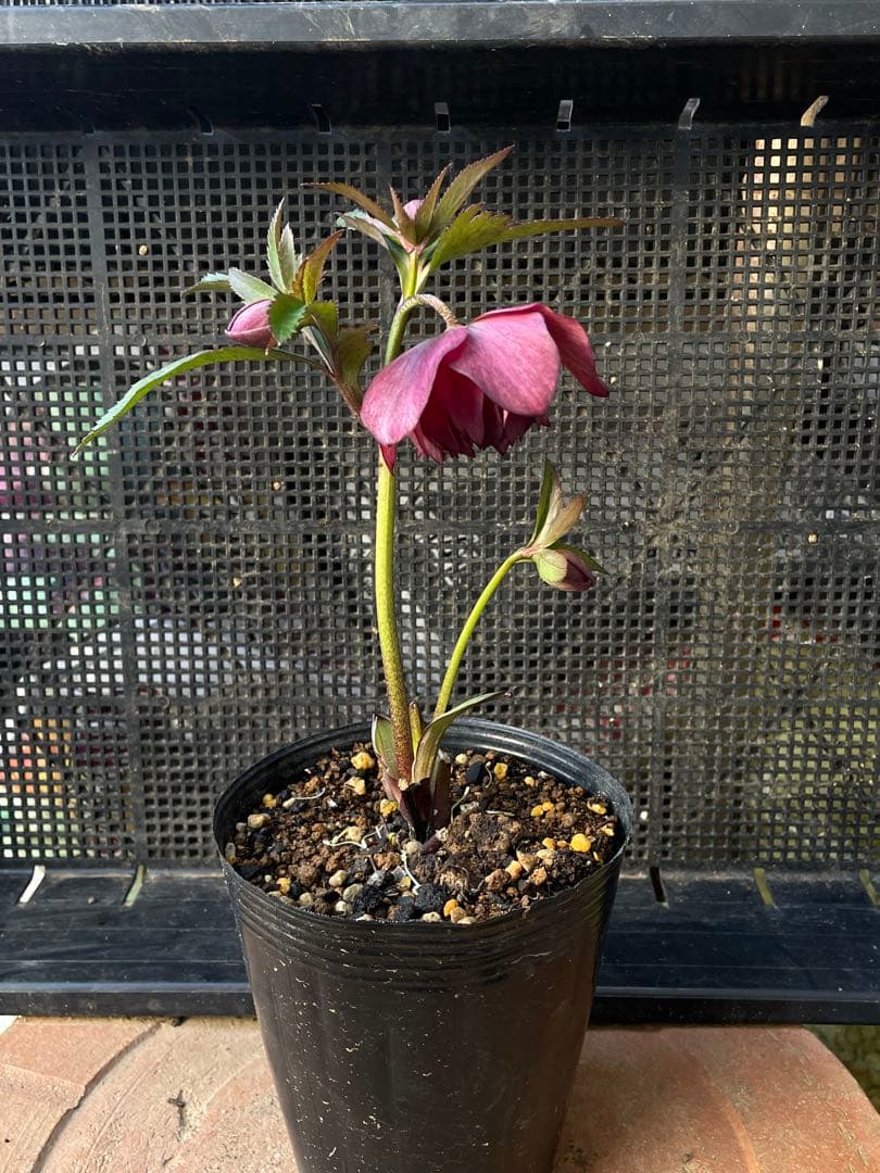 セ*ア様 セルフ苗　6株set No.11 クリスマスローズ　苗