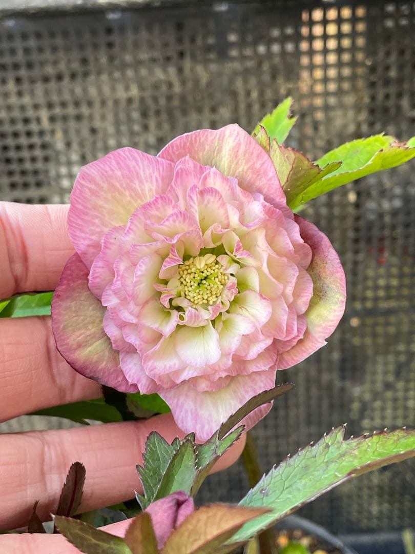 セ*ア様 セルフ苗　6株set No.11 クリスマスローズ　苗