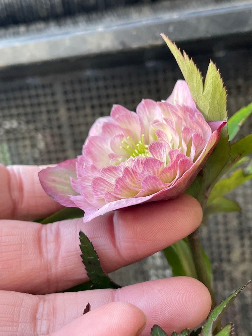 セ*ア様 セルフ苗　6株set No.11 クリスマスローズ　苗