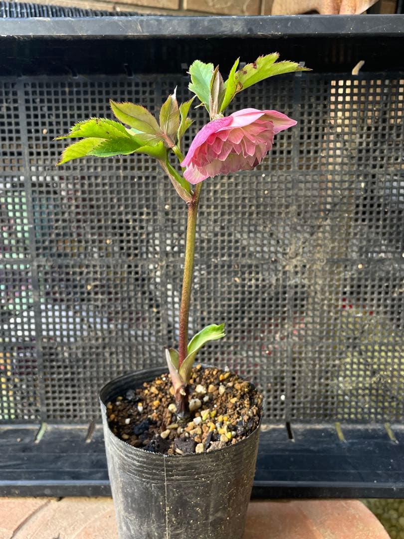 セ*ア様 セルフ苗　6株set No.11 クリスマスローズ　苗