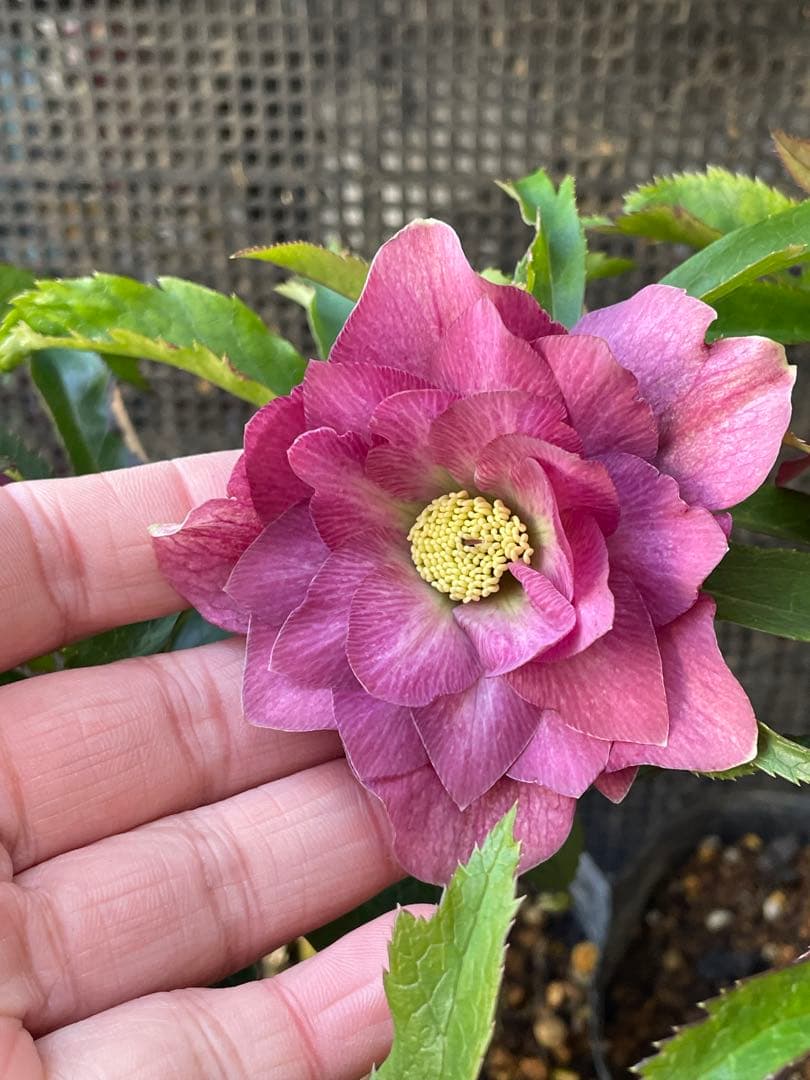 セ*ア様 セルフ苗　6株set No.11 クリスマスローズ　苗