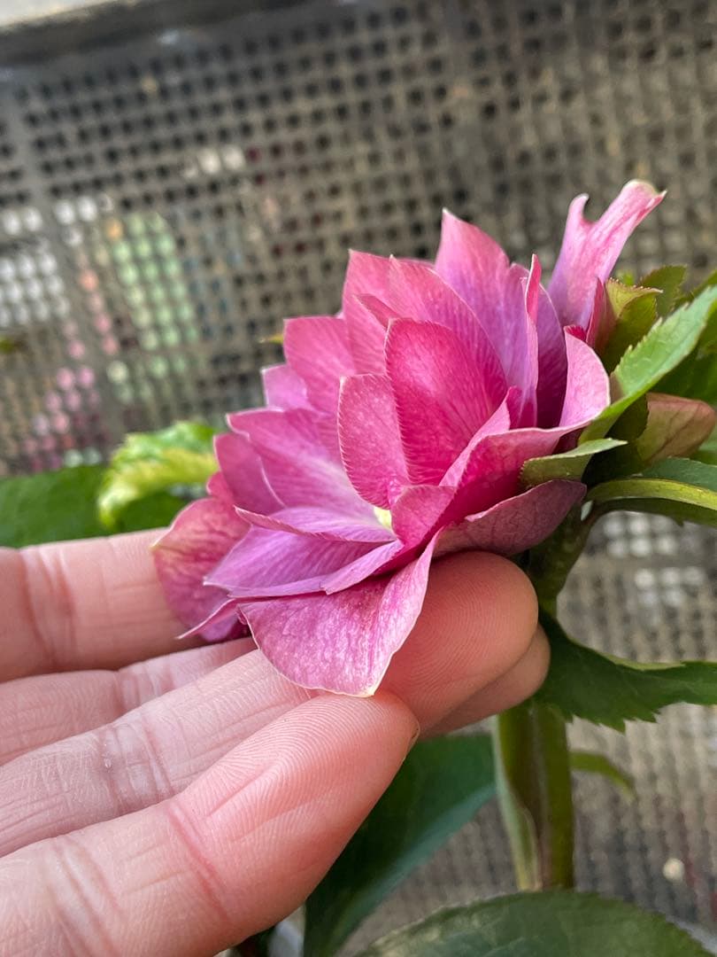 セ*ア様 セルフ苗　6株set No.11 クリスマスローズ　苗