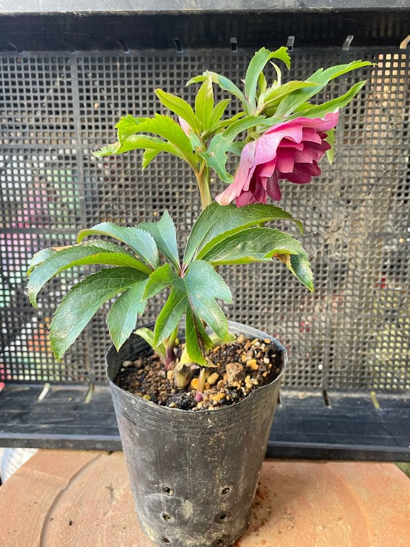 セ*ア様 セルフ苗　6株set No.11 クリスマスローズ　苗